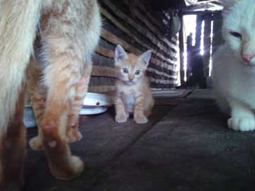 A little brown kitty in the middle of 2 grown up cats, the three of them on top of a very humble table