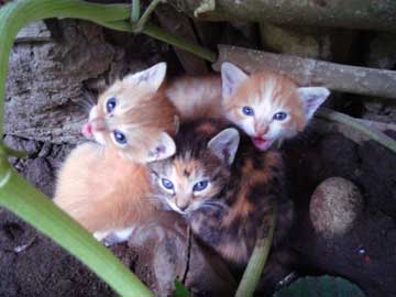 3 kitties staying together, looking at the camera