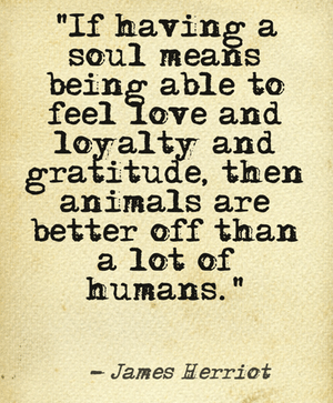 Quote by James Herriot: If having a soul means being able to feel love and loyalty and gratitude, then animals are better off than a lot of humans