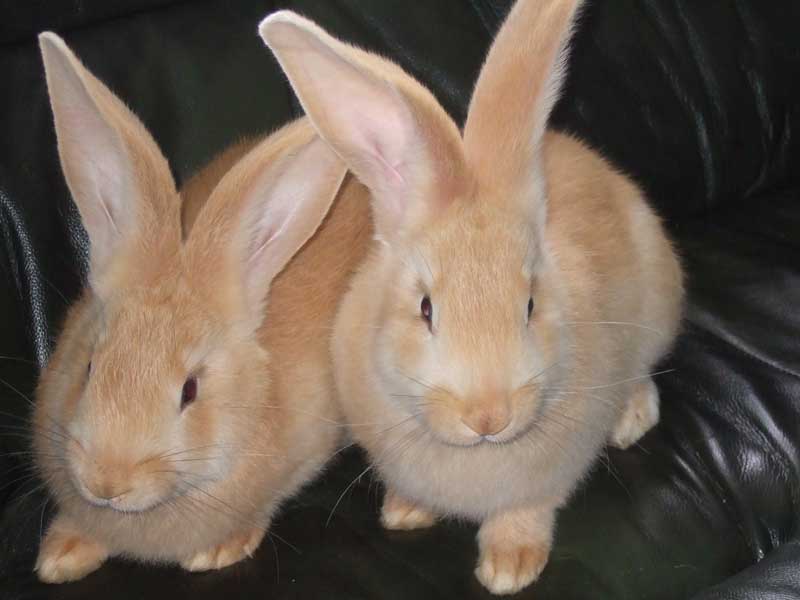 Animal rights message: 2 brown rabbits on a black leather jacket background