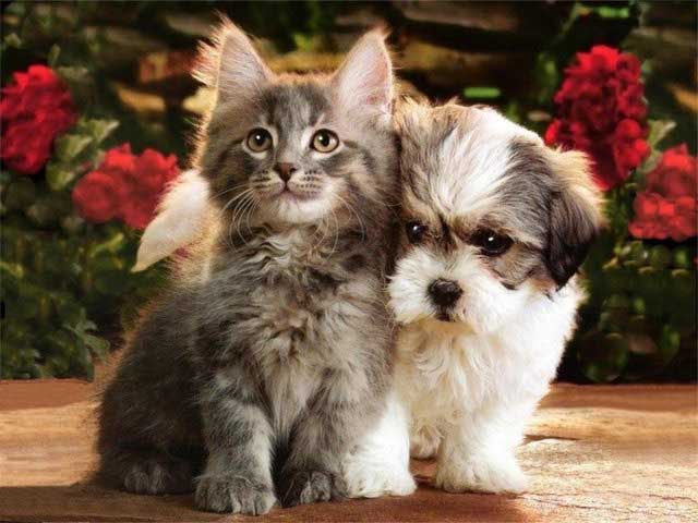 Gatito y perrito posando juntos para la foto