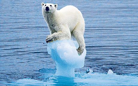 Oso polar sobre un pequeño iceberg