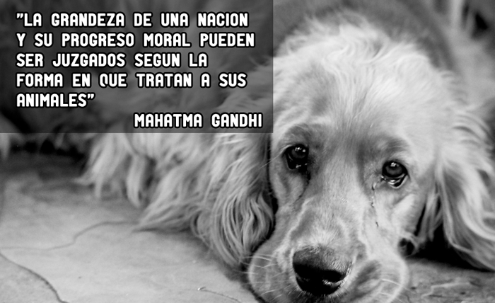 Perro muy triste y una cita de Mahatma Gandhi: La gradeza de una nación y su progreso moral pueden ser juzgados según la forma en que tratan a sus animales