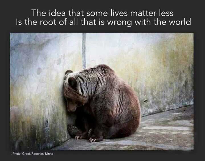 A very sad bear leaning against a wall and a sign: The idea that some lives matter less is the root of all that is wrong with the world