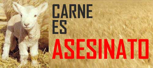 Una oveja pequeña al lado de un aviso: Carne es asesinato