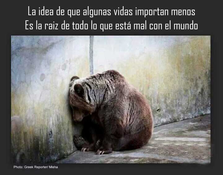 Un oso muy triste recostado contra una pared y un escrito: La idea de que algunas vidas importan menos es la raiz de todo lo que está mal con el mundo