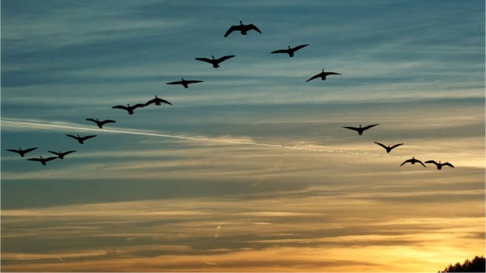 16 birds flying in V formation