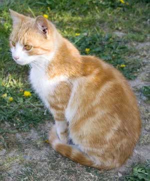 Gato naranja y blanco