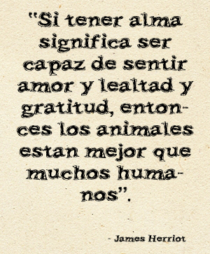 Cita de James Herriot: Si tener alma significa ser capaz de sentir amor y lealtad y gratitud, entonces los animales están mejor que muchos humanos