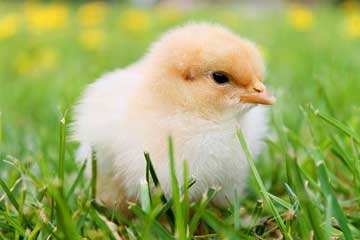 Un hermoso pollito blanco y amarillo sobre el pasto